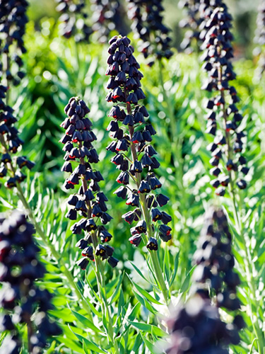 Fritillaria persica.jpg